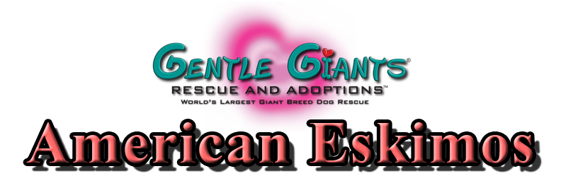 American Eskimos at Gentle Giants Rescue and Adoptions